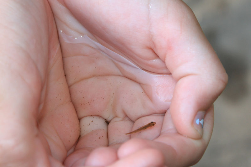 minnow catch at the lower falls