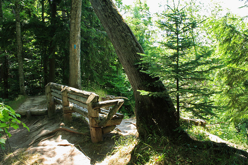 log bench on the trail with no view