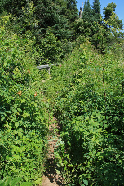 overgrown trail along the tahquamenon river