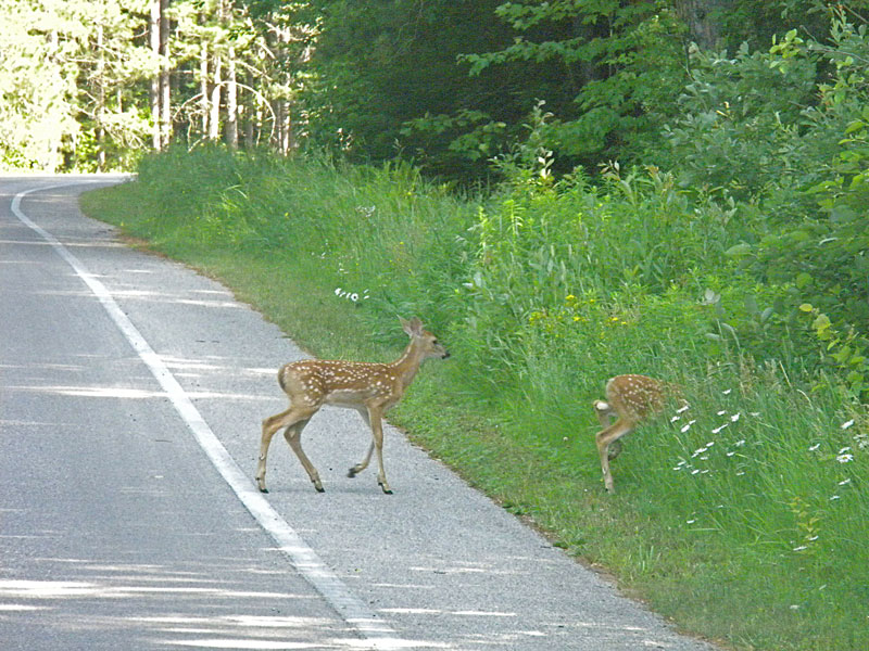 fawns at the campground