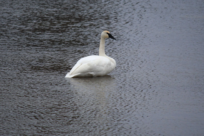 swans on the big sable river in ludnigton state park