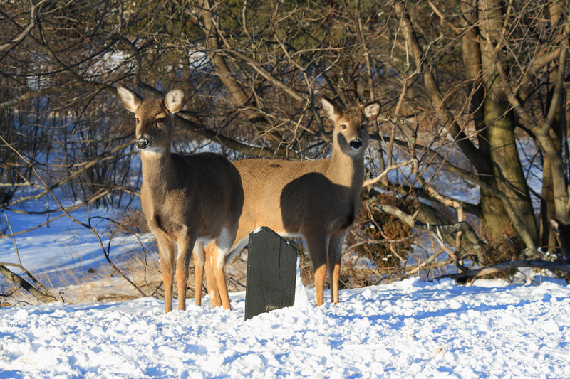 two deer at the entrance of ludington state park