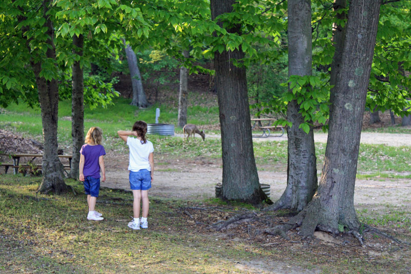 deer in the campgrounds at ludington state park