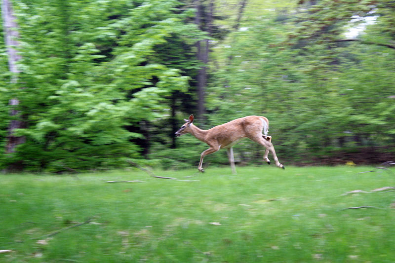 deer in the ludington campgrounds