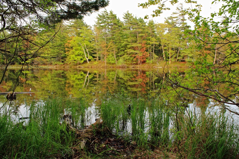 lost lake reflections ludington state park michigan