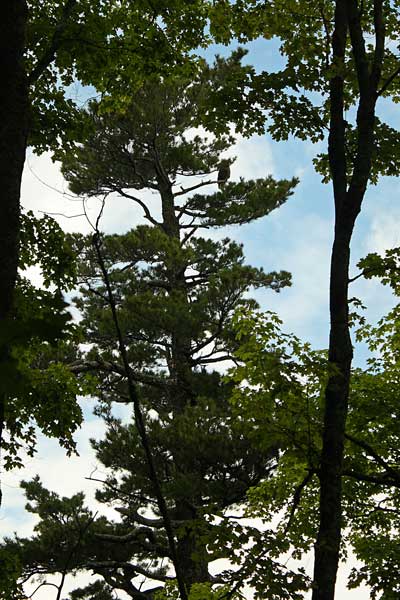 eagle in the tree by miners castle