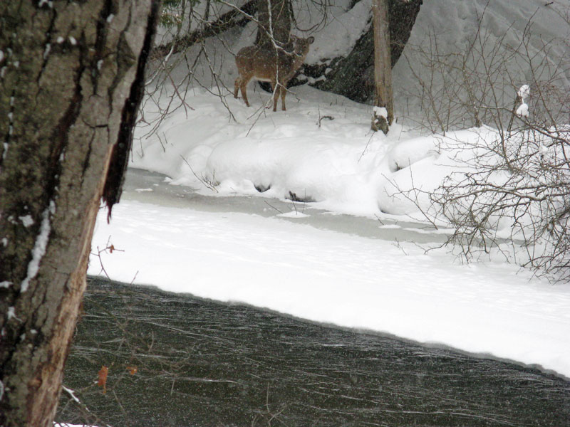 whitetale deer on the other bank of the pine river