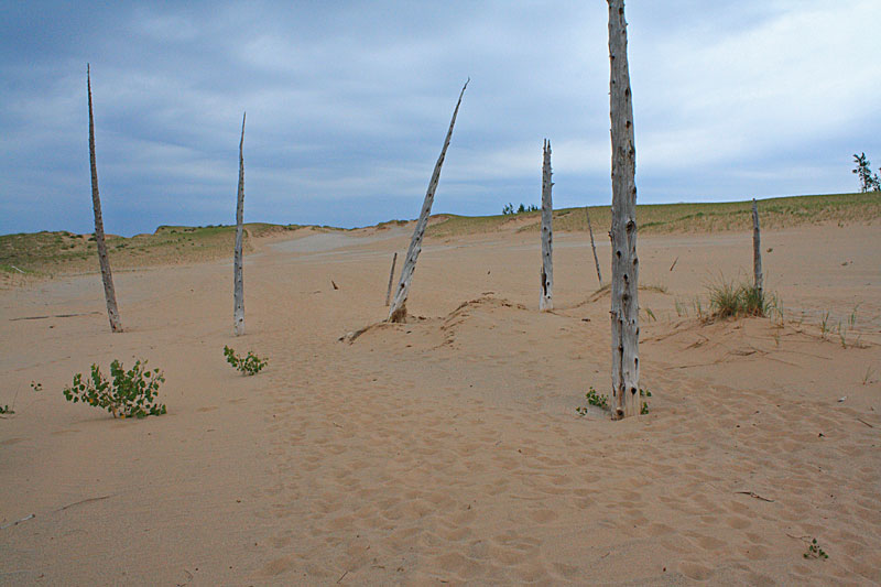 picture of the ghost forest and sleeping bear point