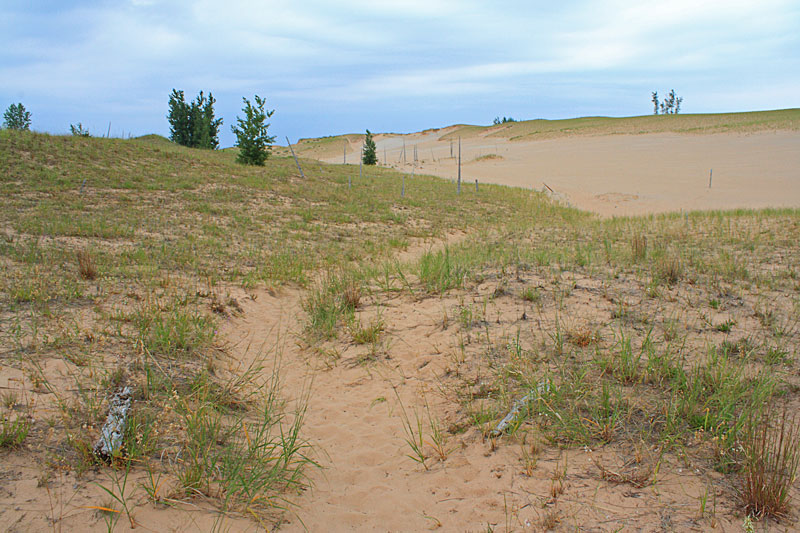 the trail past the ghoust forest in the dunes