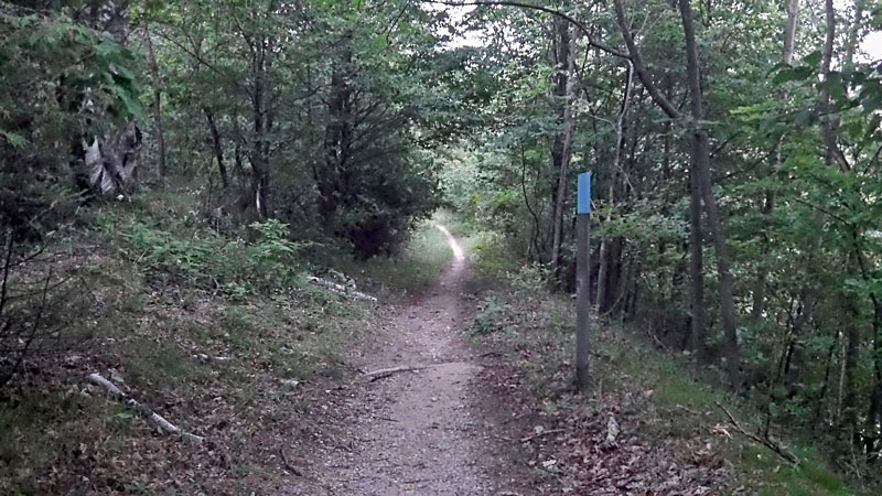 the wooded section of the dune trail 