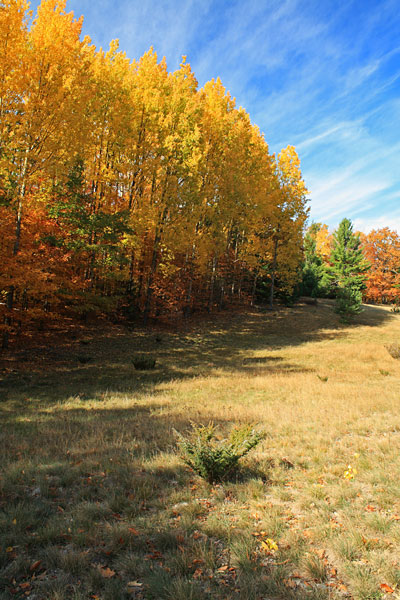 fall along an old fairway on aligator hill