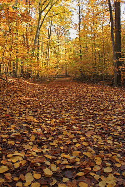 leave covered trail