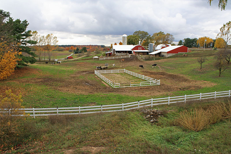 the moomers cows