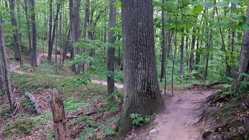 single track on the mount marquette mountain bike loop