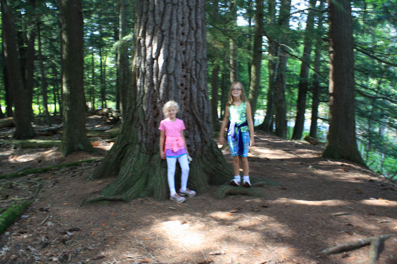 old growth trees along the east river trail