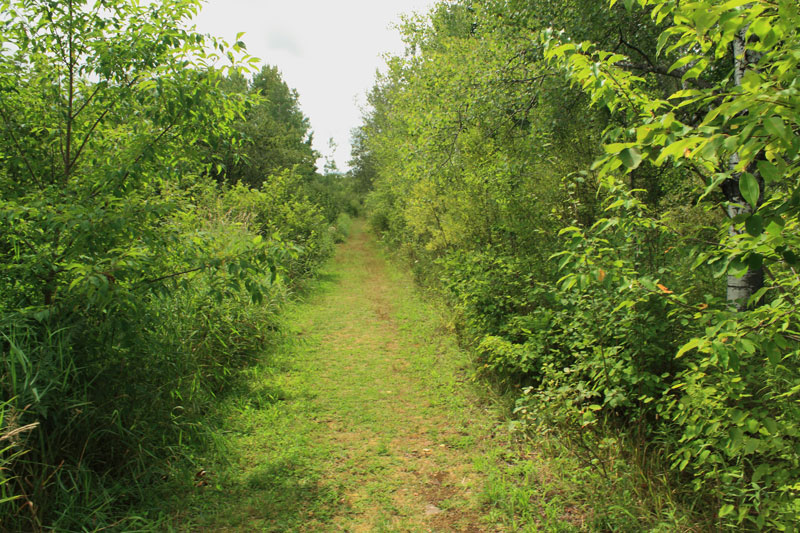 the nonesuch trail