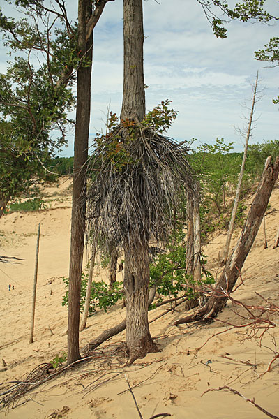 survivor tree in the dunes at warren dunes state park