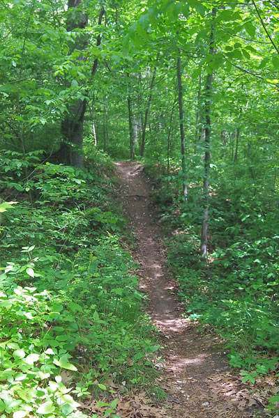 rolling hills on tk lawless trail