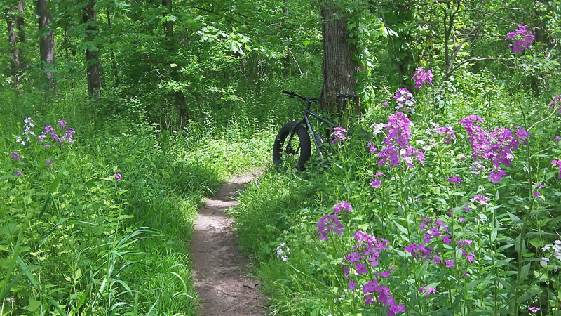 flower along the moutain bike trail