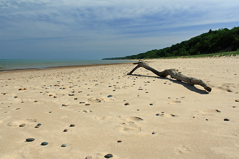 drift wood on the beach at warren dunes state park