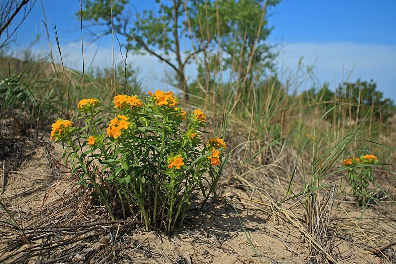 wild flowers in the dunes