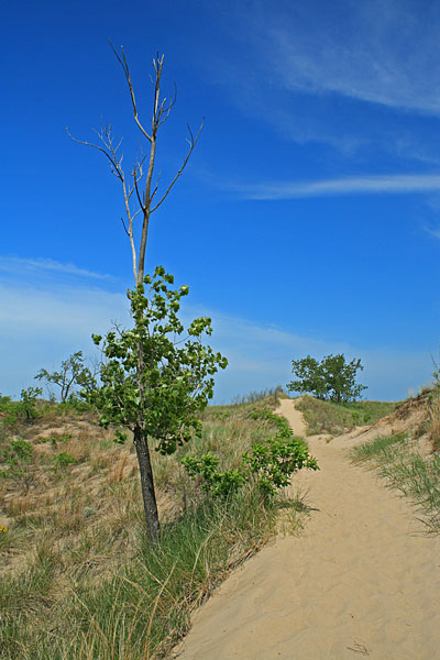 the trail to the beach