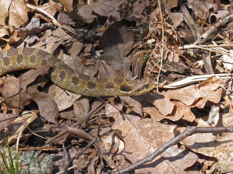 snake in the trail