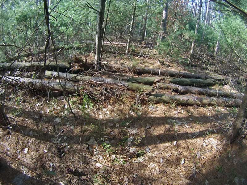 red pine blow down in the trail