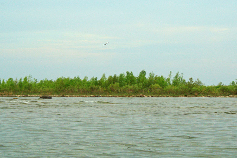 bald eagle on fishermans island