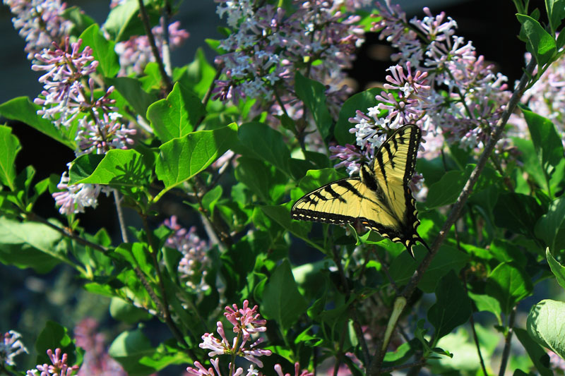 eastern tiger swallowtail at avalanche recreation area