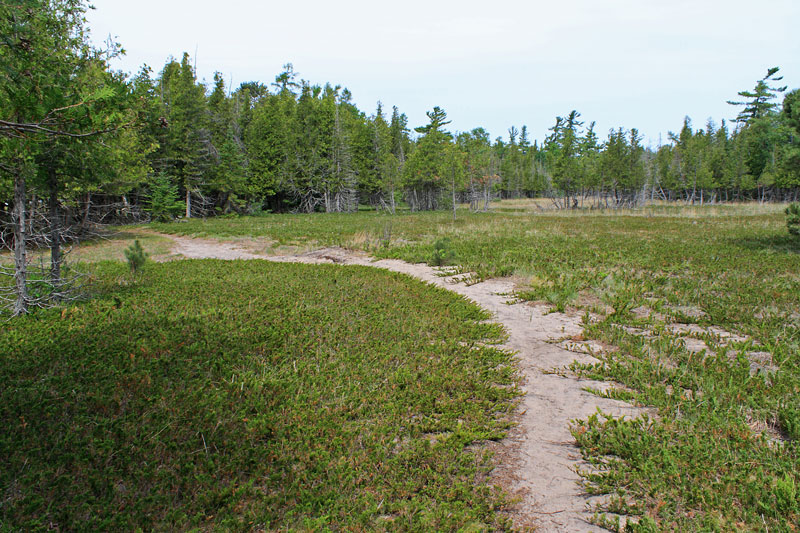 white birch nature tail