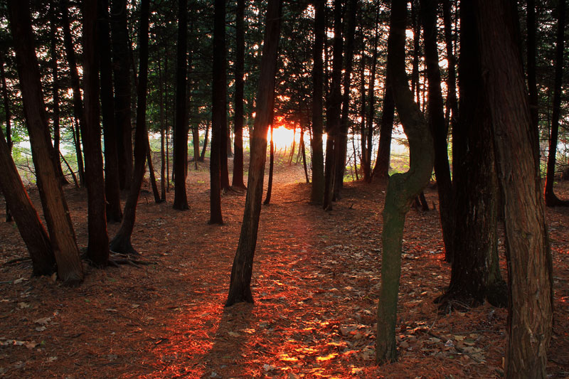 path from our campsite to the beach in young state park