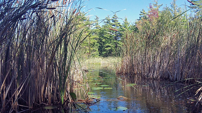 cattail walls along the ludington canoe trail