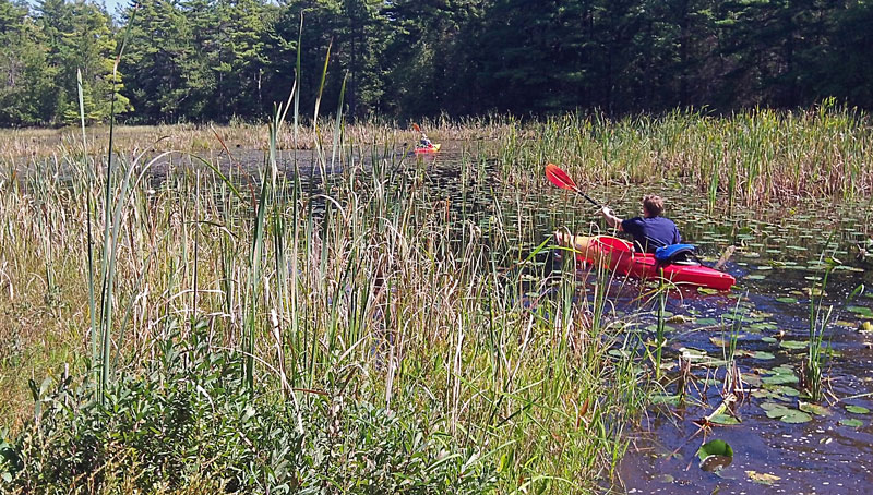 kayaking through the reeds