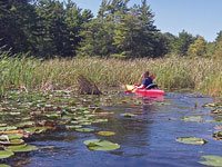 the canoe trail at ludington state park