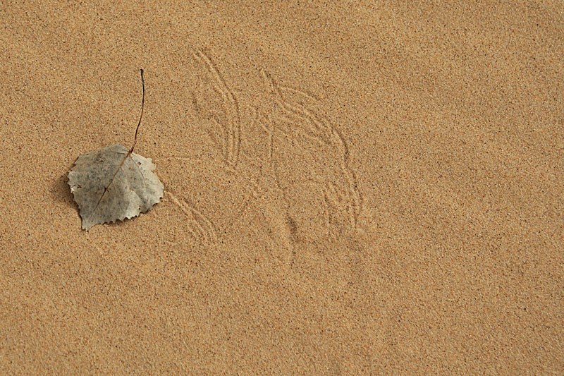 leaf prints in the sand duens