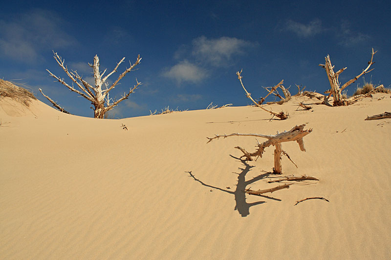 silver lake ghost trees 2