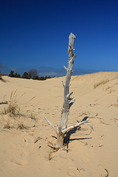 ghost tree in silver lake sand dunes