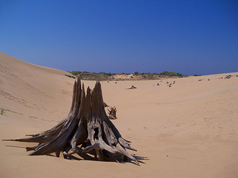 silver lake ghost forest