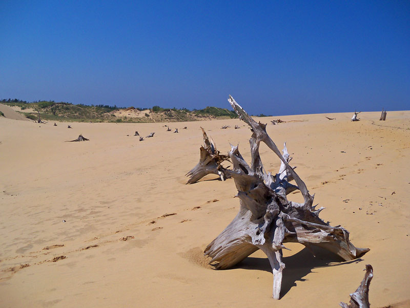 ghost forest 2