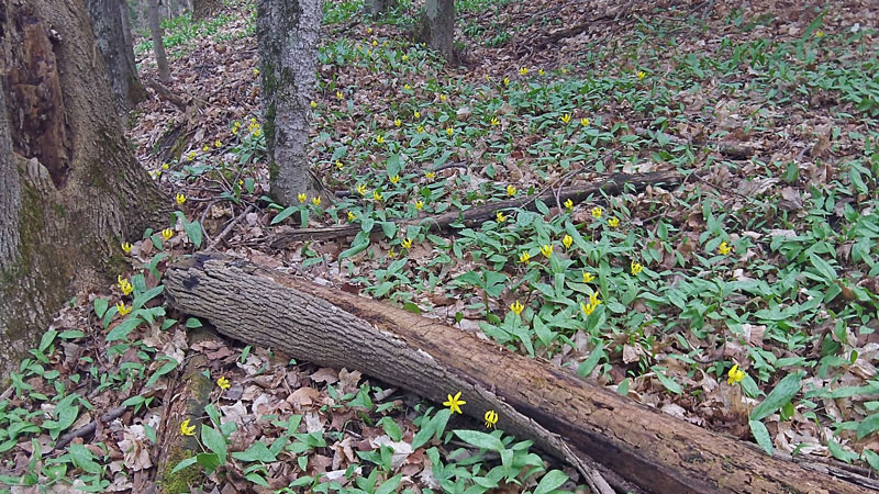 spring wild flower along the jordan river pathway