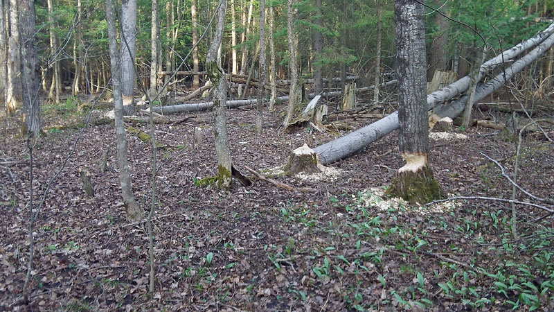 beaver activity near pinny bridge