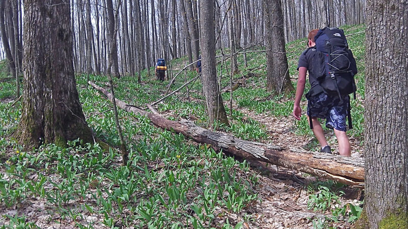 dead fall along the trail