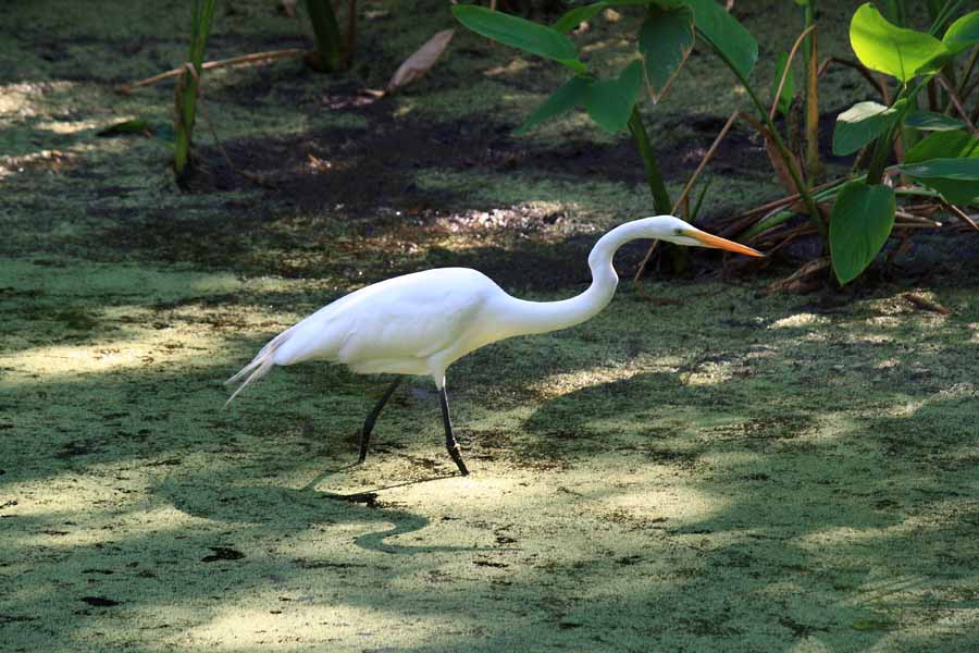 white bird in swamp