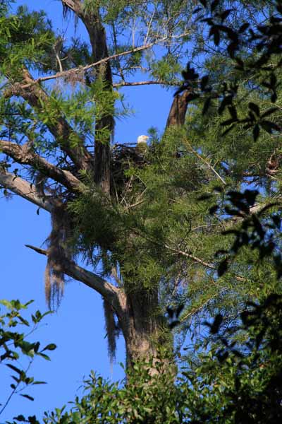 bald eagle in nest