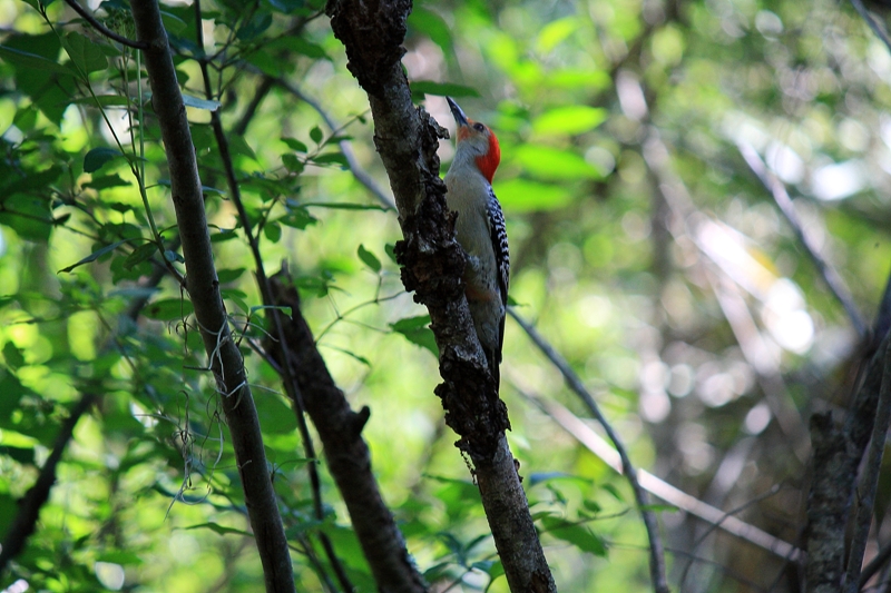 wood pecker