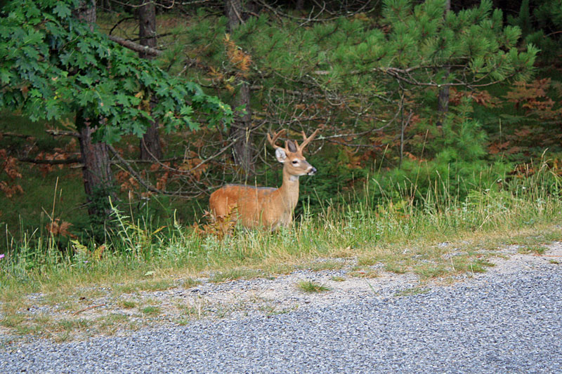 mr buck the whitetale