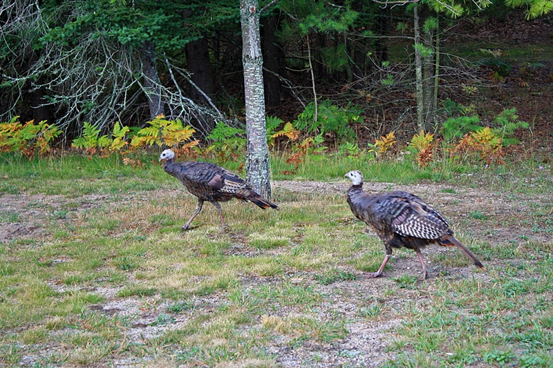 turkeys 